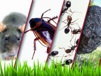 Pest Control Brisbane image 2